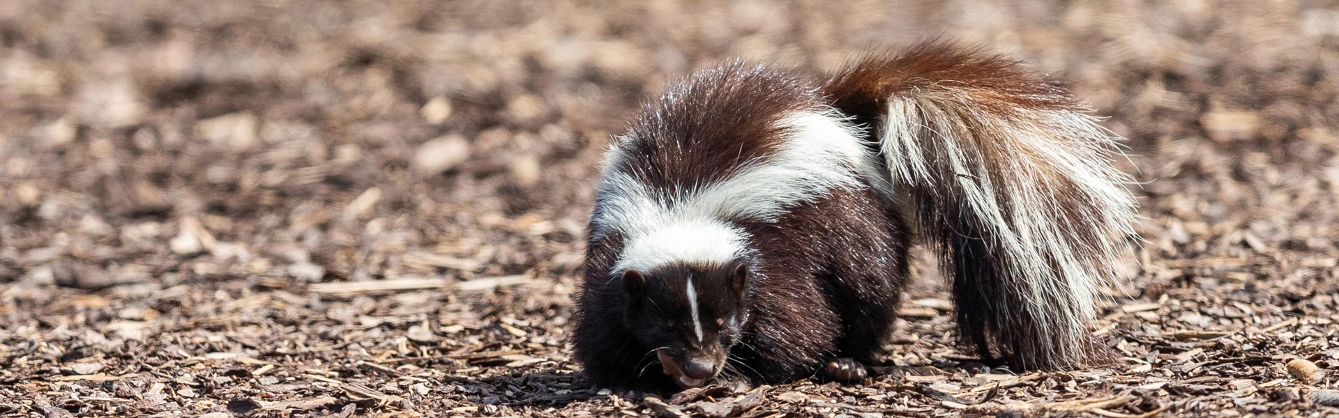 Hero skunk image